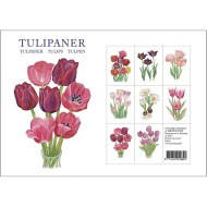 Postkartenset - Tulpen