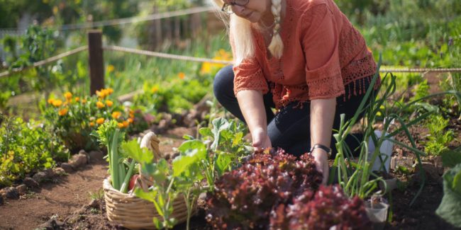 kein_planet_b_ratgeber_gemuese_herbst